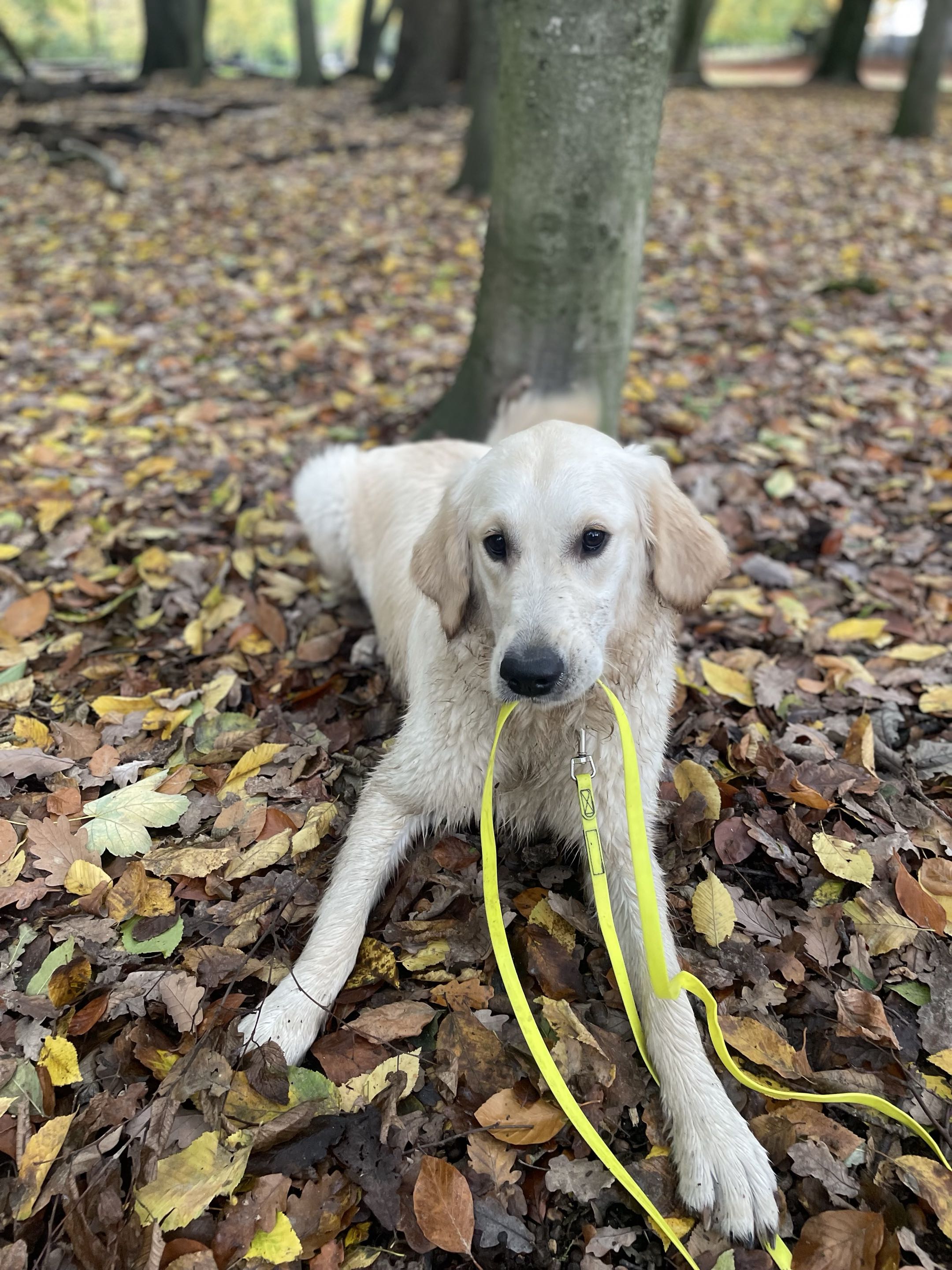 Golden retriever allongé dans les feuilles mortes, laisse jaune en gueule