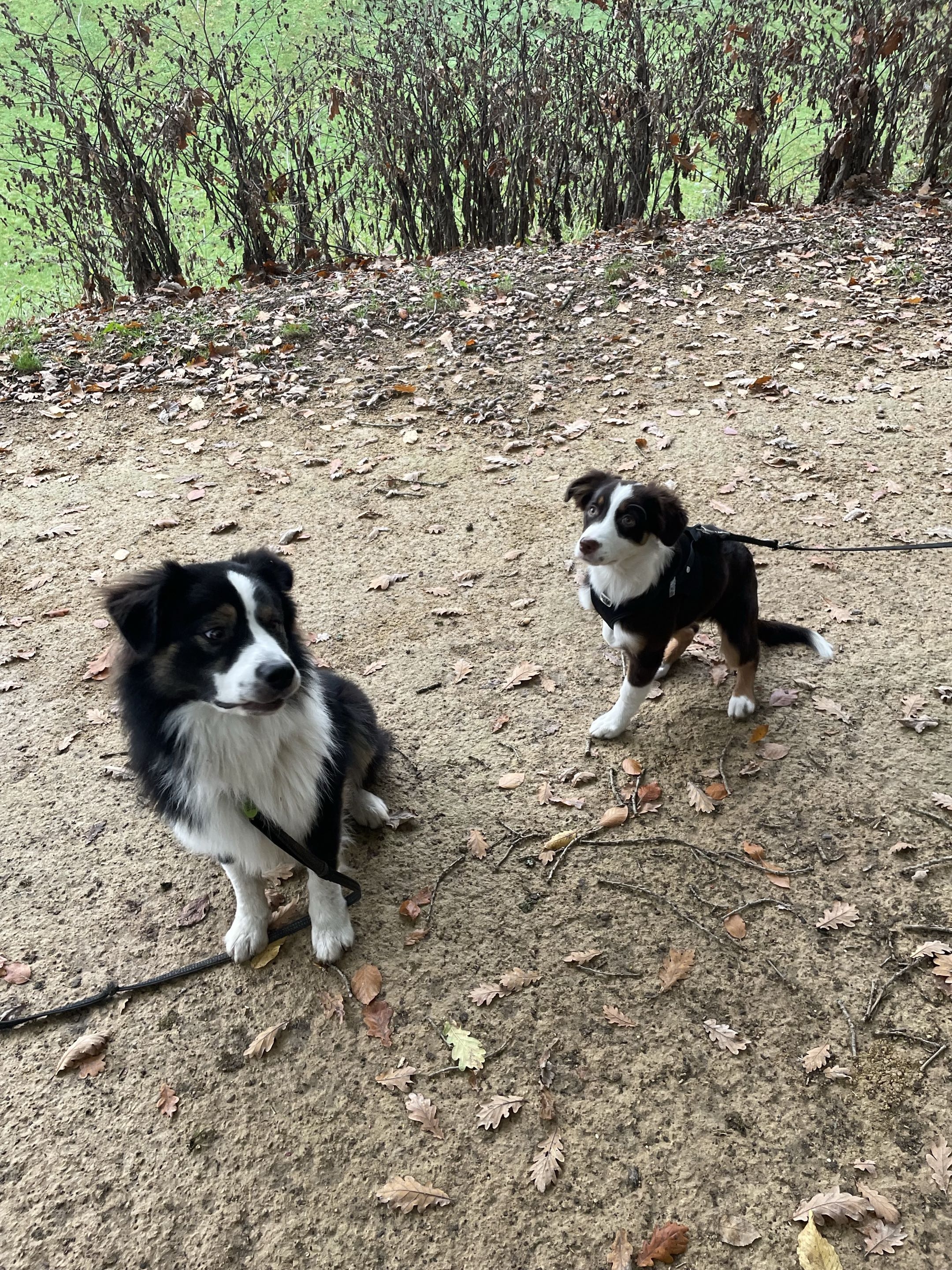 Deux chiots berger australien sur un chemin de gravier