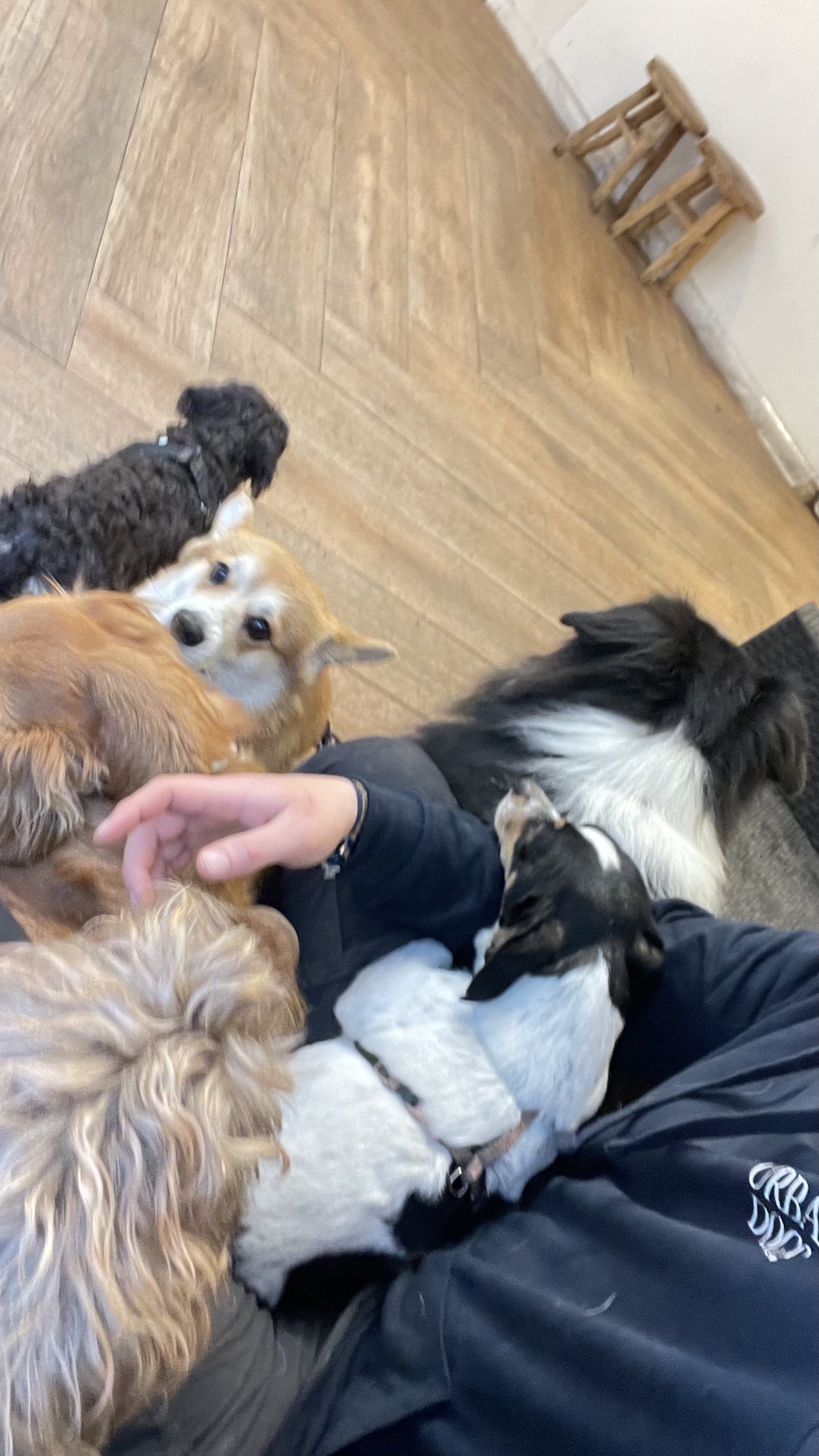 Petit groupe de chiens de tailles différentes réunis sur un parquet