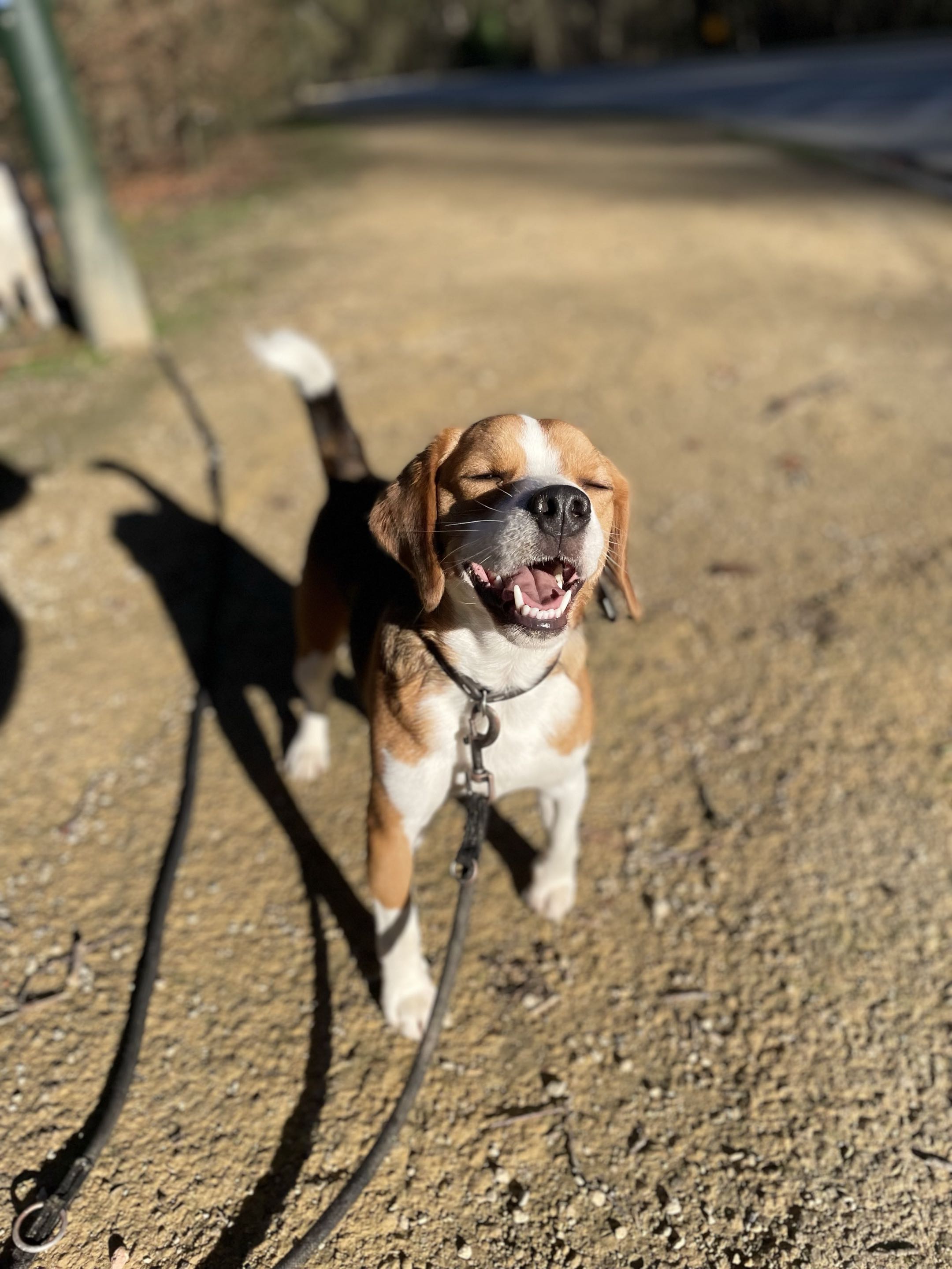 Deux chiens en balade en forêt, l'un tenu en laisse sur un tronc couché