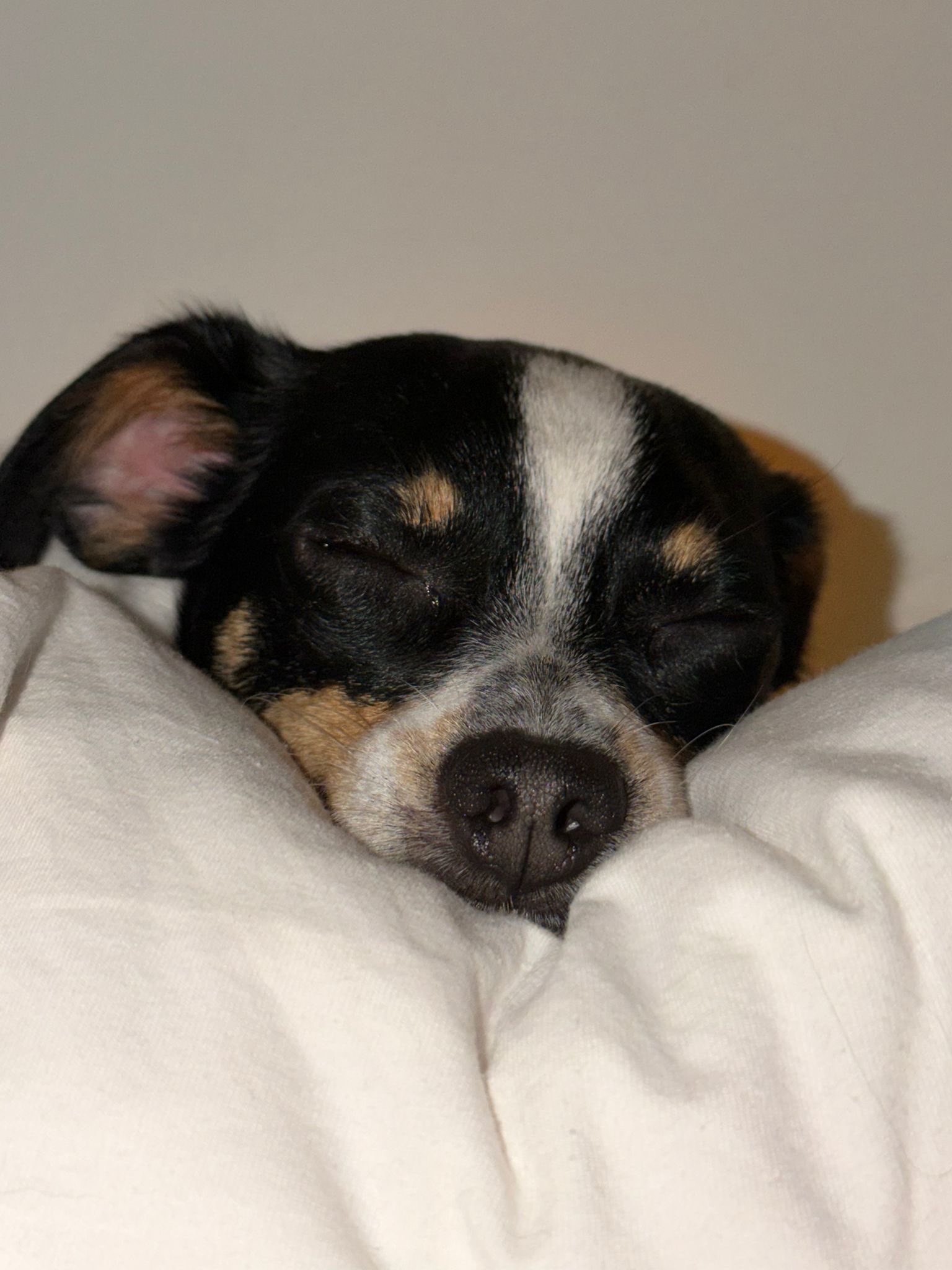 Gros plan sur un chien tricolore endormi, museau posé sur un oreiller blanc