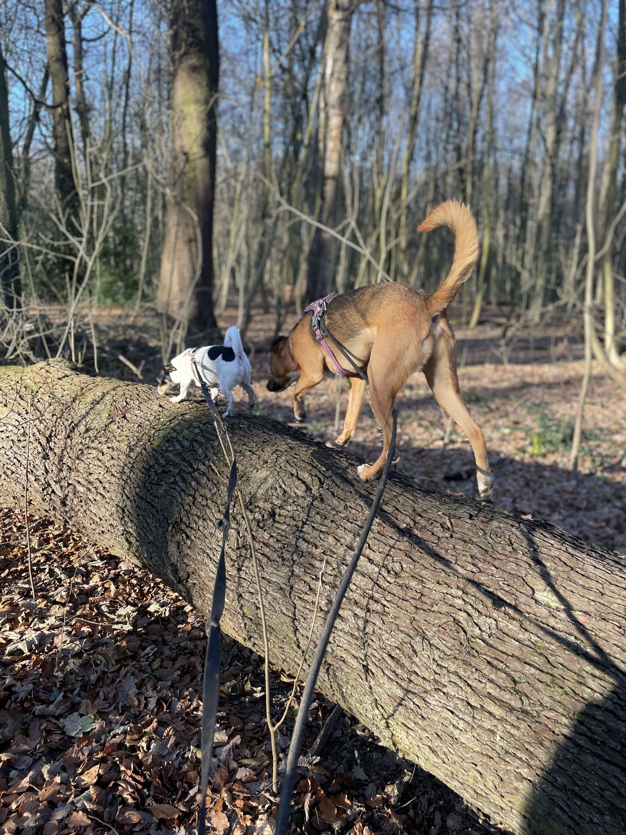 Chien fauve en balade reniflant un tronc couché, terrier noir et blanc à l'arrière-plan