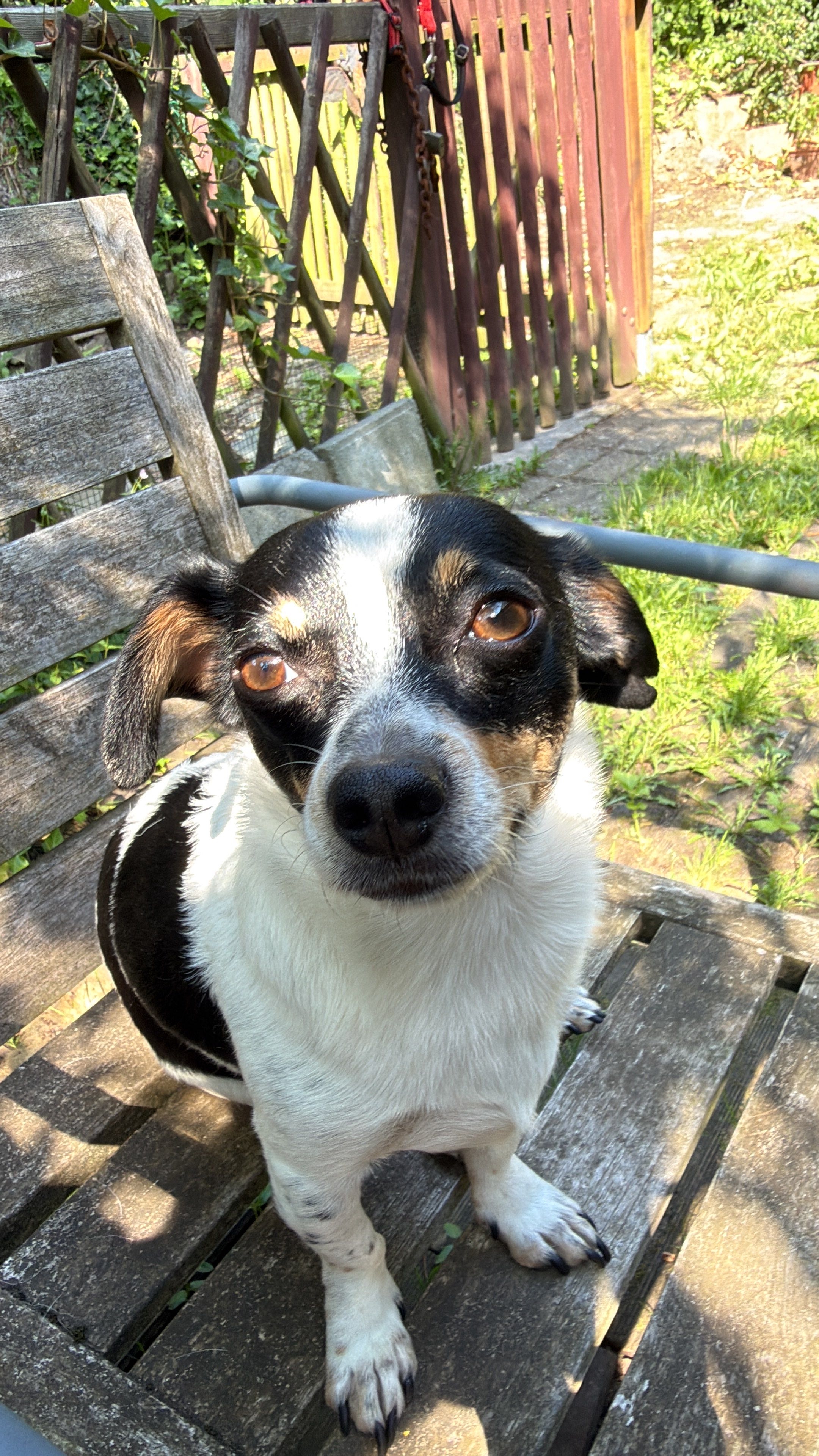 Jack Russell noir, blanc et feu, portrait rapproché dans un jardin