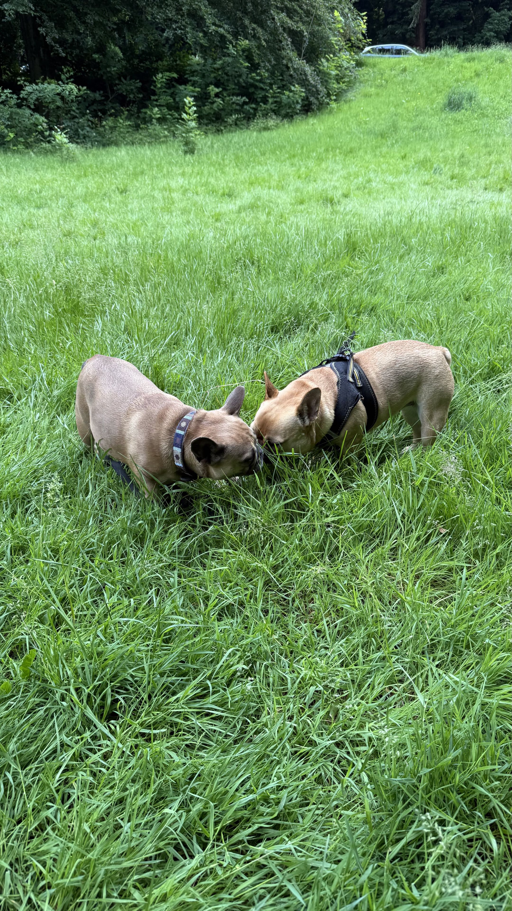 Deux bouledogues français fauves nez à nez dans l'herbe haute