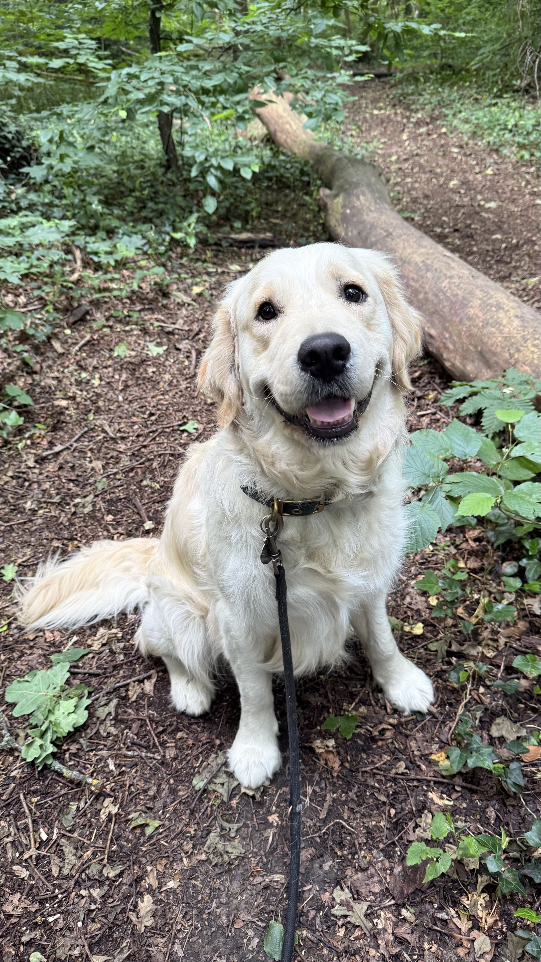 Golden retriever souriant assis sur un chemin forestier