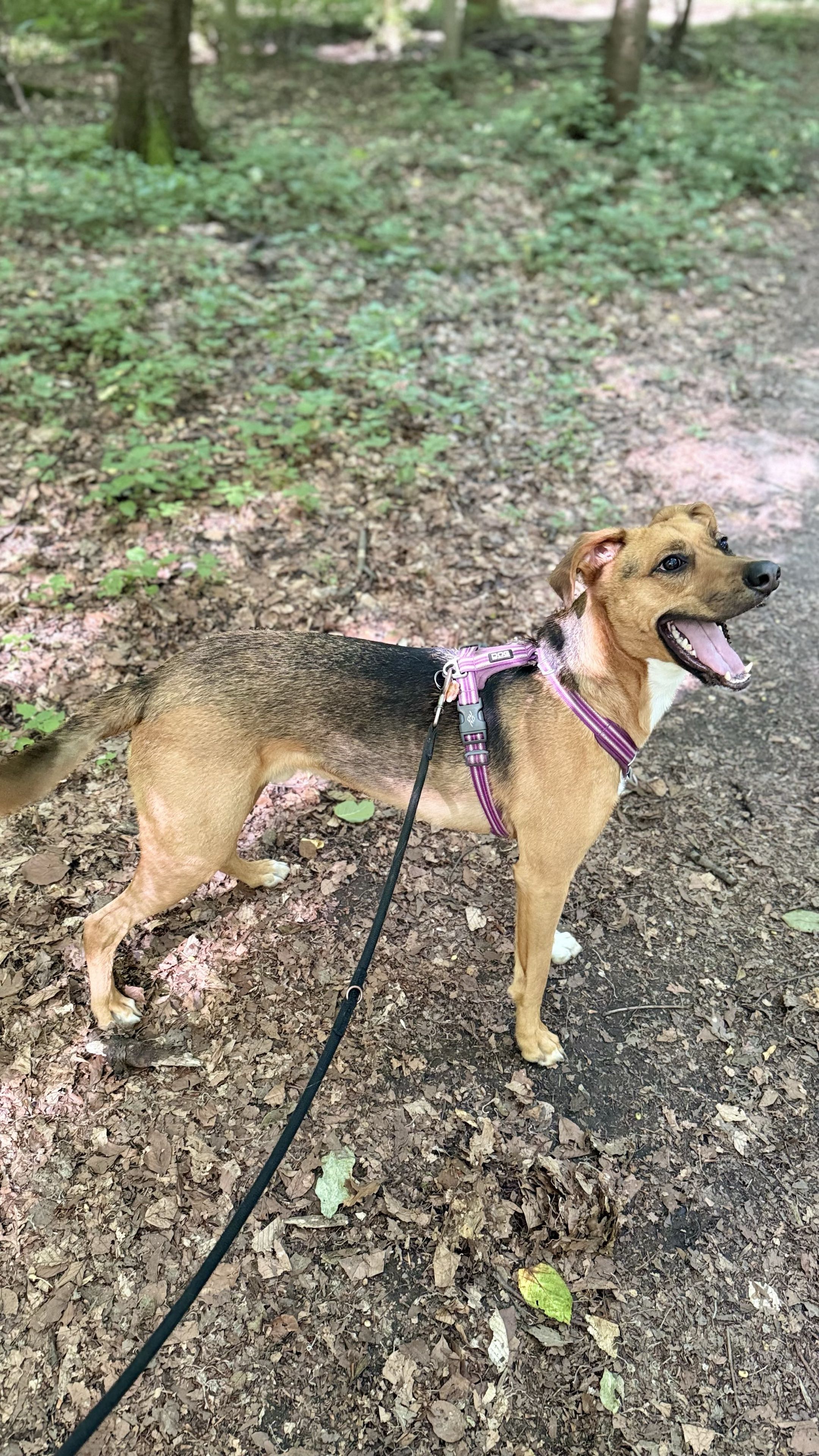 Chien fauve haletant, de profil sur un sentier forestier