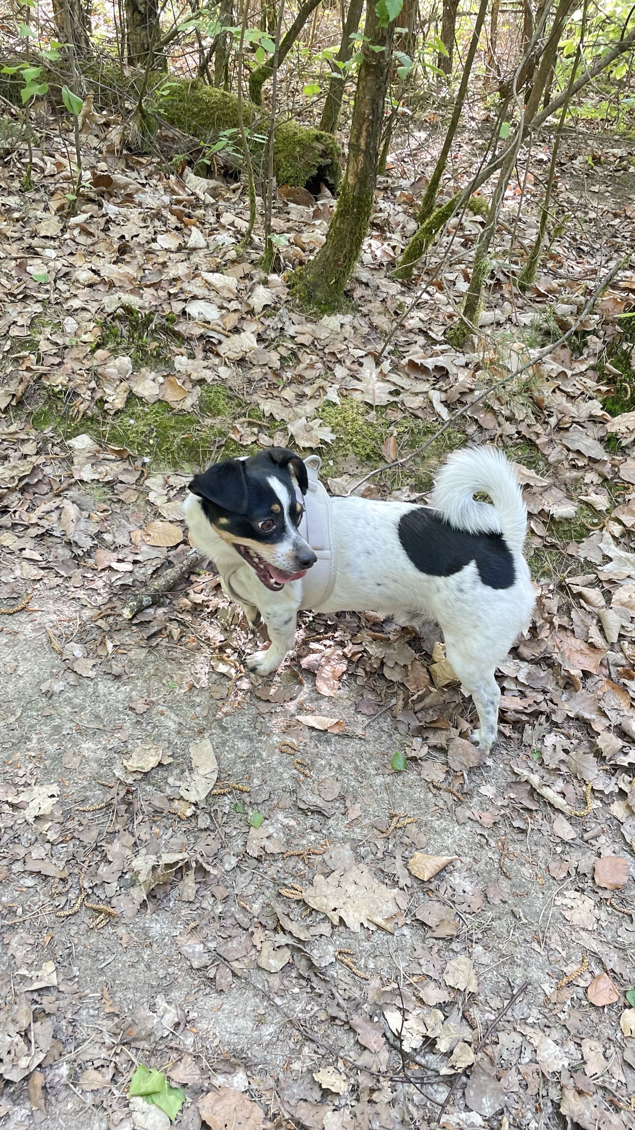 Chien noir et blanc en balade, attentif sur un chemin forestier
