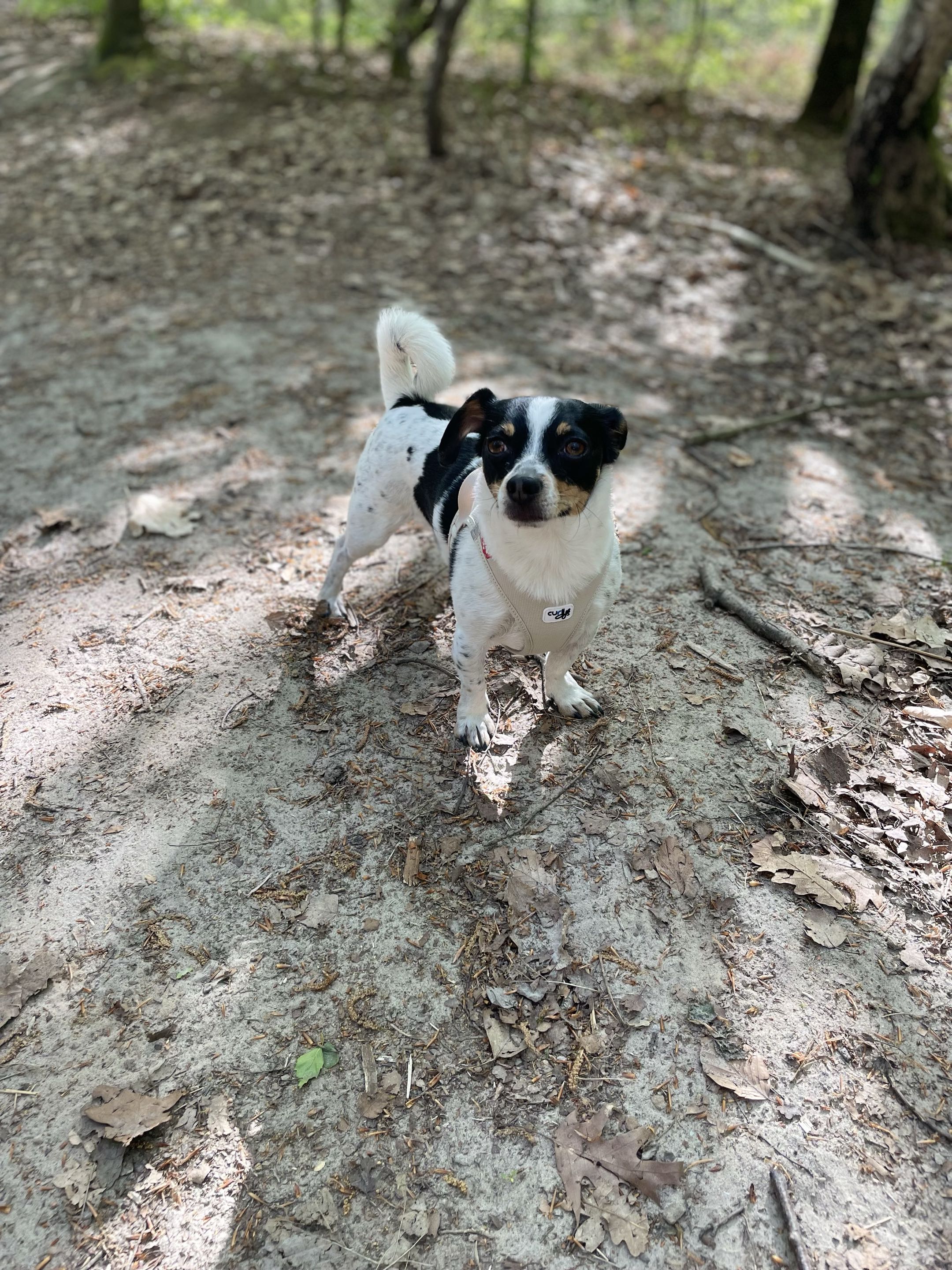 Chien tricolore en arrêt, queue dressée, sur un chemin de terre