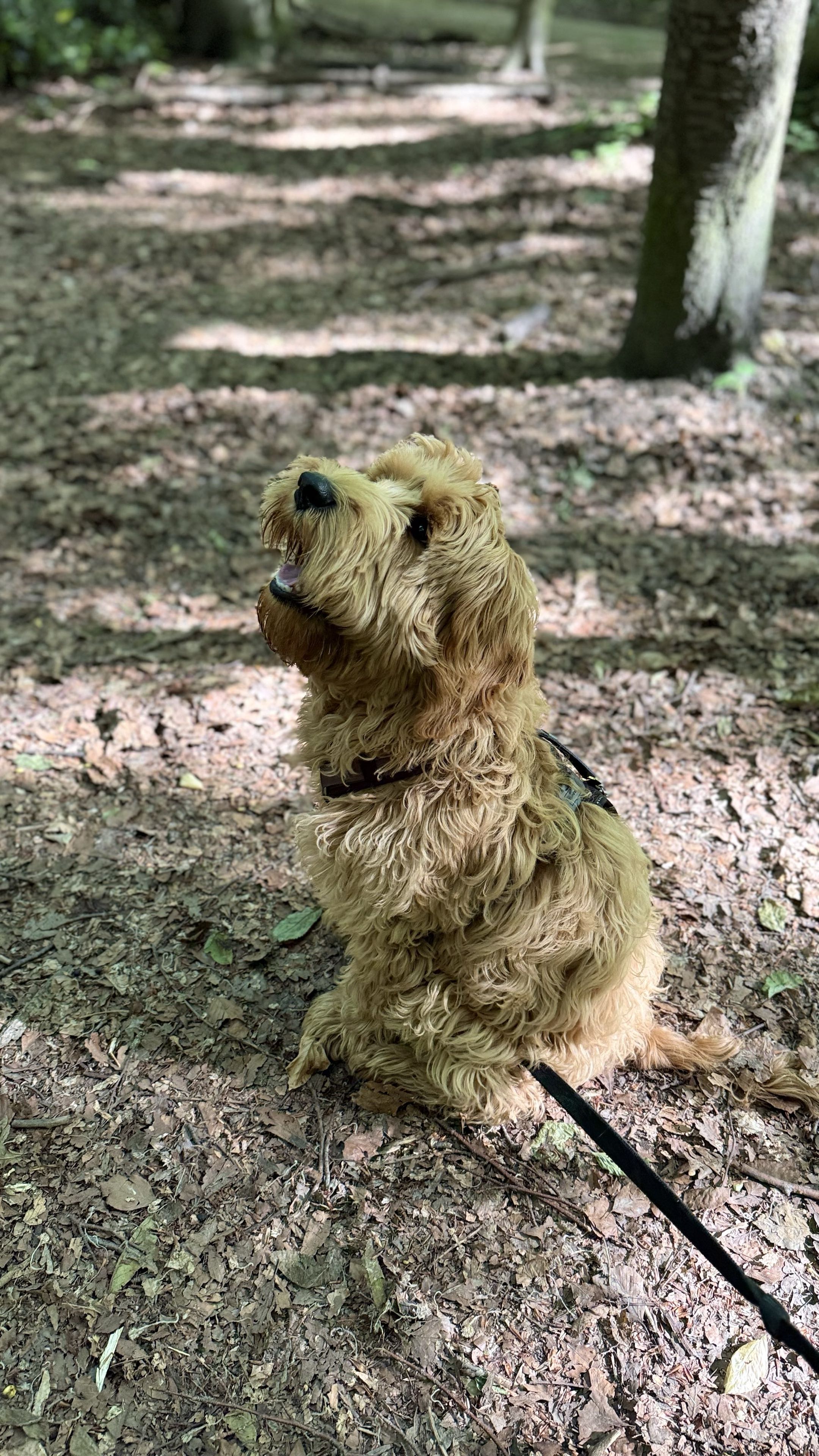 Chien beige au poil frisé, assis et attentif en forêt