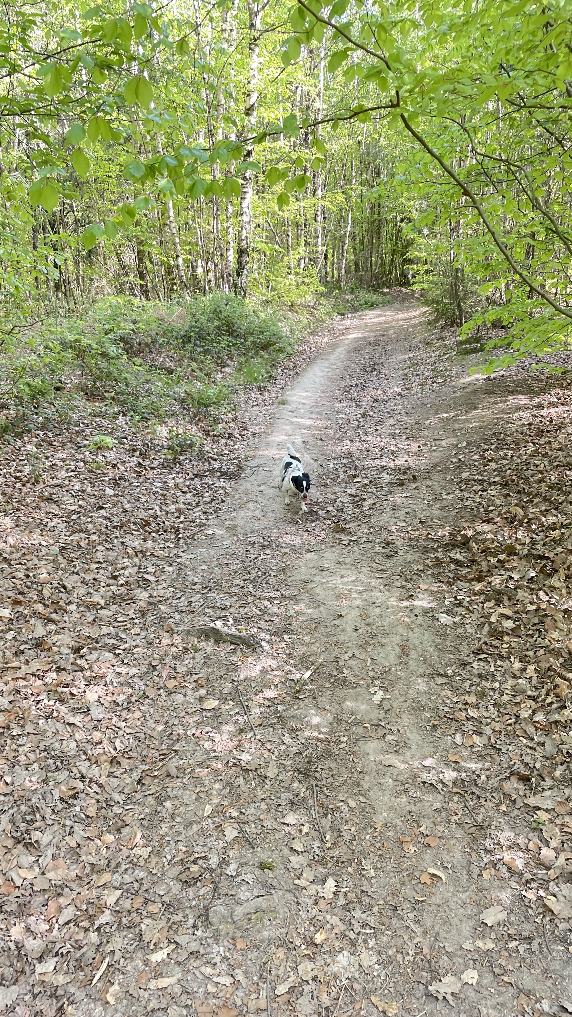 Petit chien noir et blanc trottinant sur un sentier forestier printanier