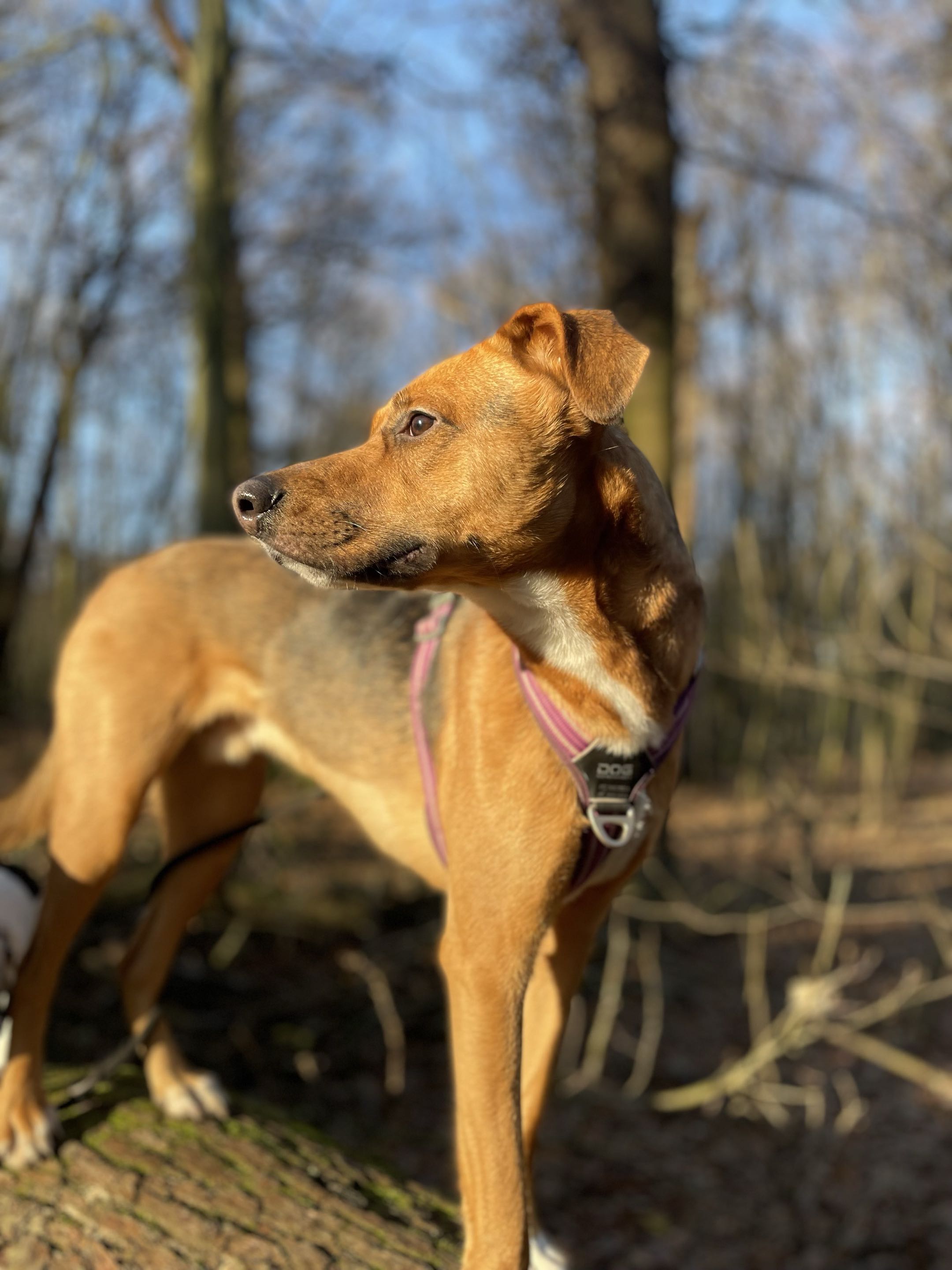 Chien fauve au profil élégant, en arrêt dans la forêt
