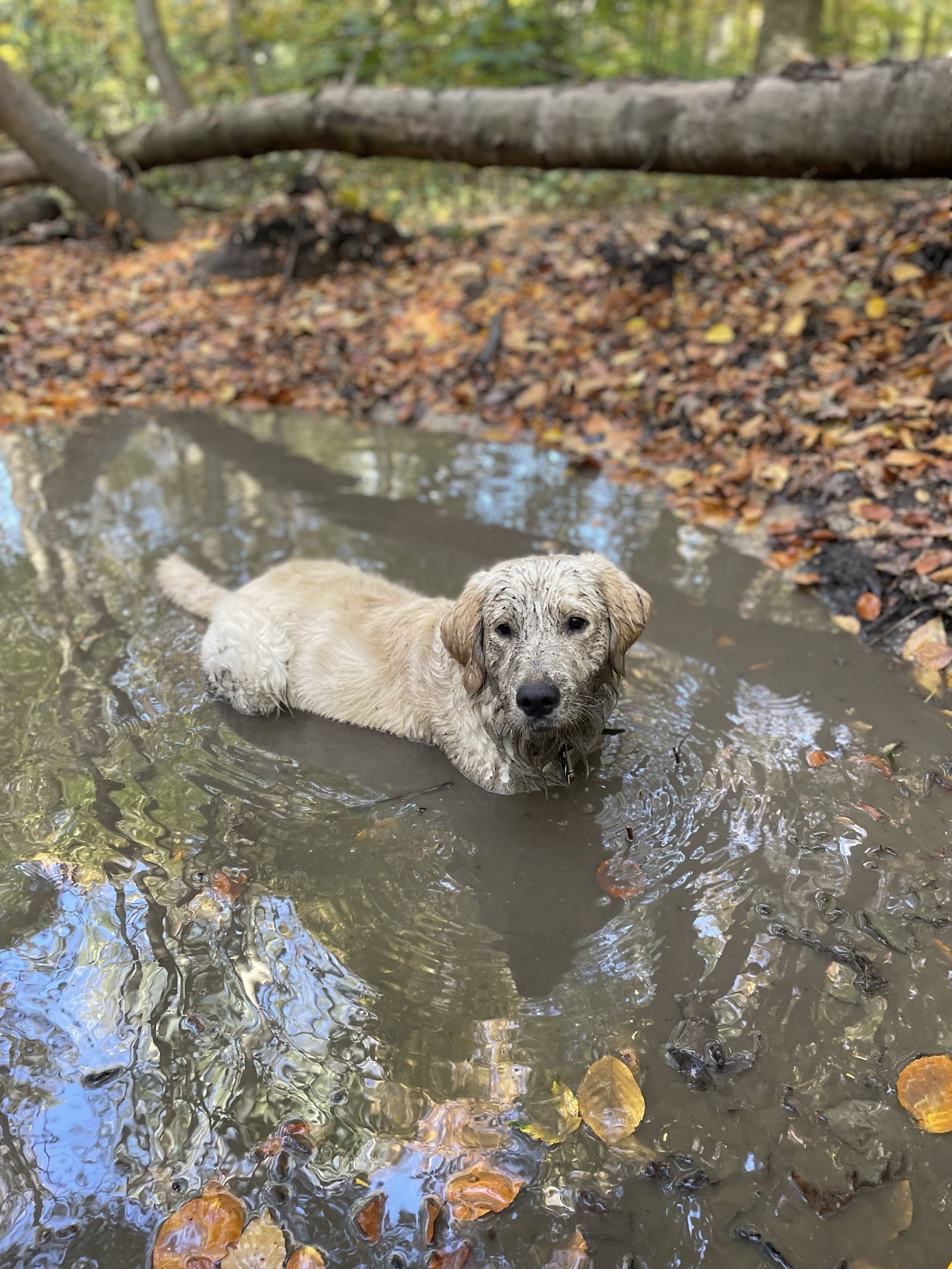 Chiot doré couvert de boue, allongé dans une flaque en forêt