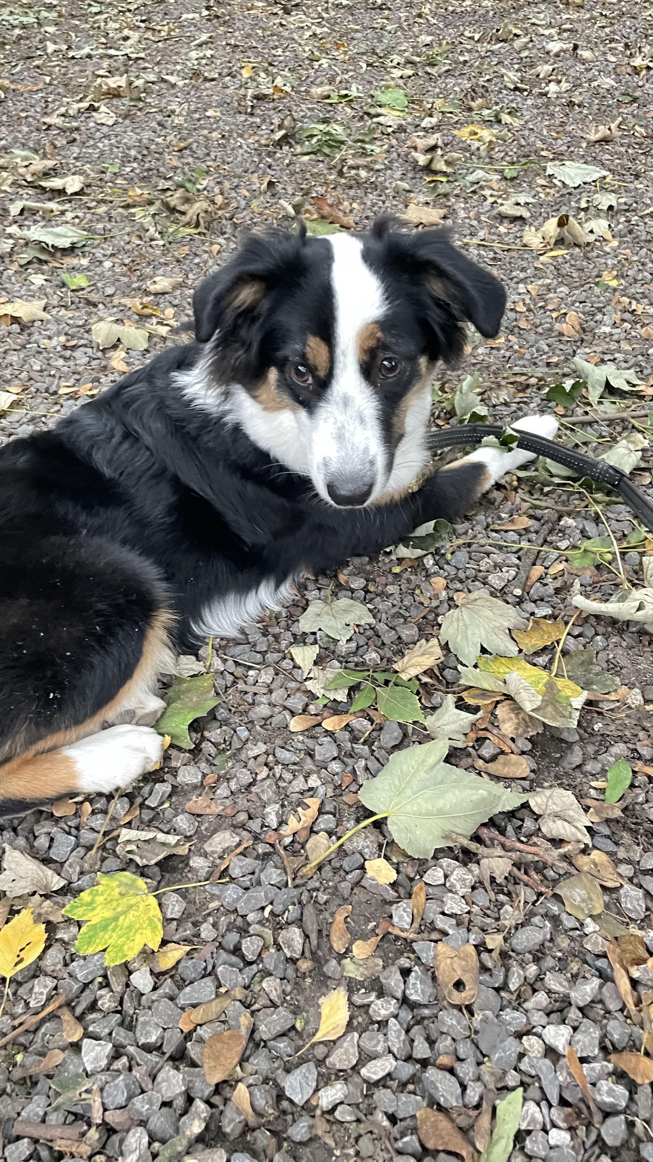 Chiot berger australien allongé sur le gravier, une patte sur sa laisse