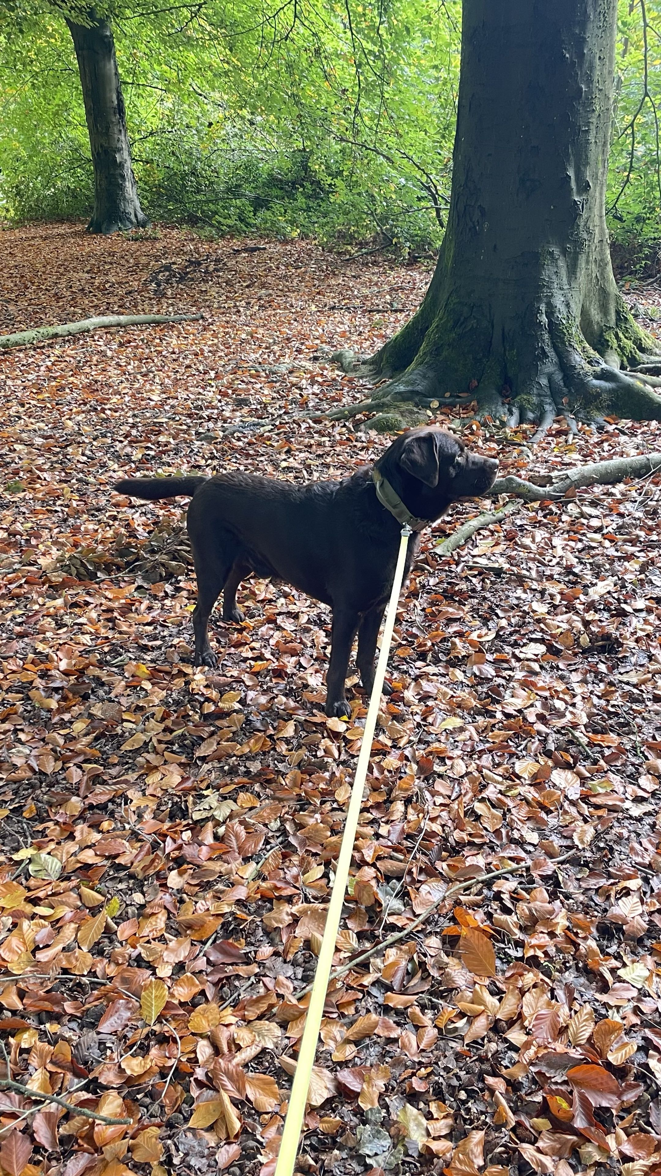 Labrador chocolat en balade, de profil sur un tapis de feuilles d'automne